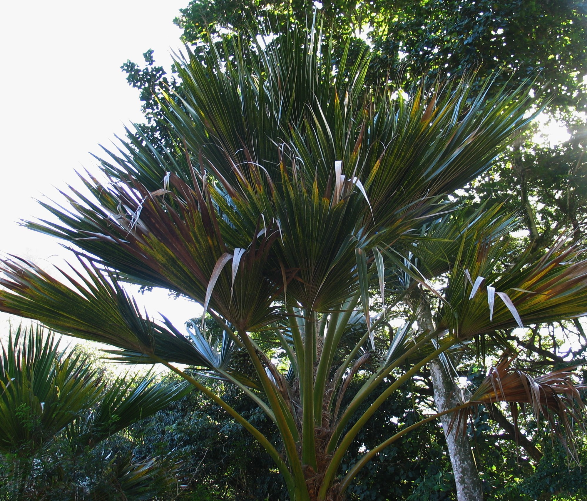 Pritchardia maideniana