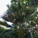Hawai'i Pritchardia - Photo (c) David  Eickhoff, some rights reserved (CC BY)