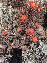 Castilleja latifolia
