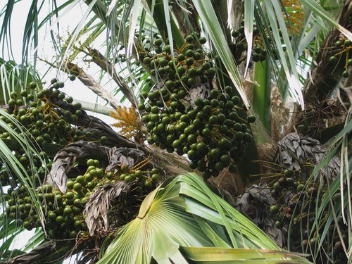 Pritchardia maideniana