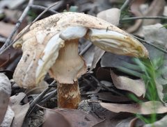 Amanita ochrophylla