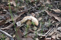 Amanita ochrophylla