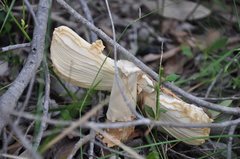 Amanita ochrophylla