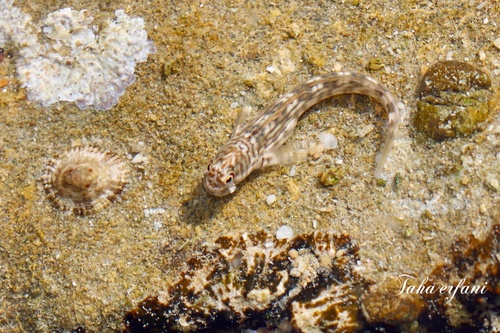 Istiblennius pox