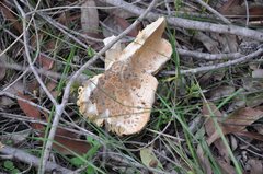Amanita ochrophylla