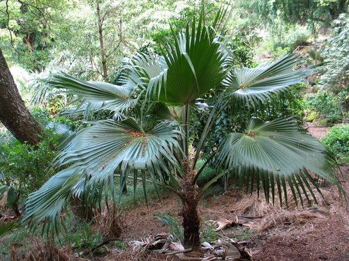 Molokai pritchardia (Pritchardia lowreyana)