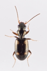 Bembidion quadrimaculatum
