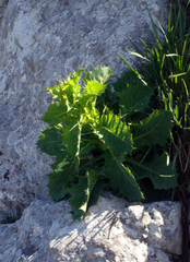 Lactuca longidentata