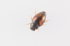 Nephus redtenbacheri