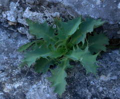 Lactuca longidentata