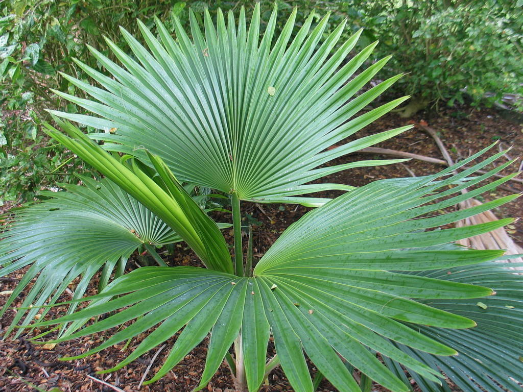 Pritchardia limahuliensis