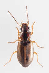 Dicheirotrichus placidus