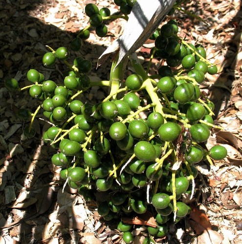 Pritchardia limahuliensis