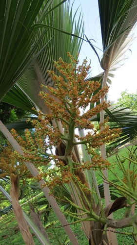 Pritchardia limahuliensis