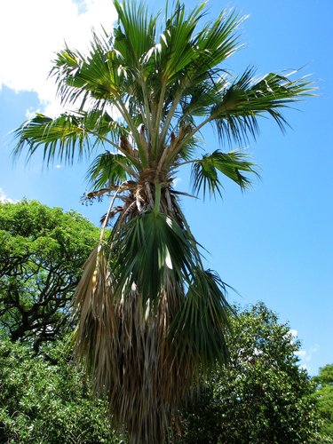 Pritchardia limahuliensis
