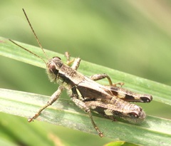 Melanoplus walshii