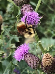 Bombus huntii