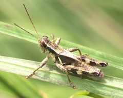 Melanoplus walshii