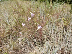 Agalinis densiflora