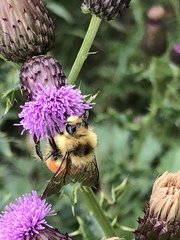 Bombus huntii
