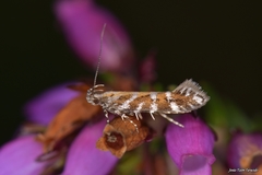 Aristotelia ericinella