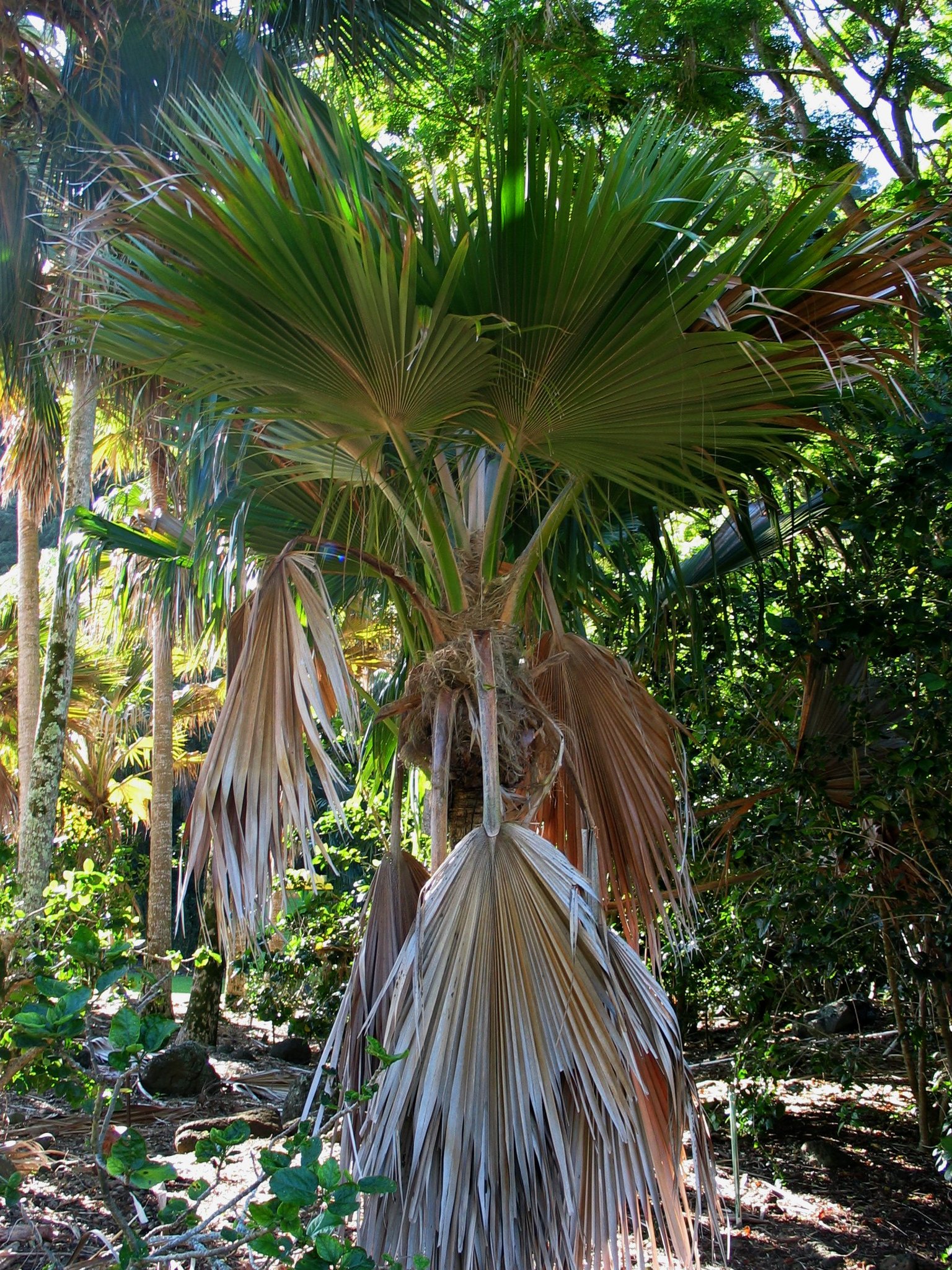 Pritchardia lanigera