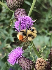 Bombus huntii