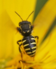 Paranthidium jugatorium