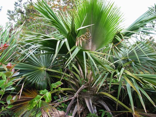 How to identify Pritchardia glabrata Becc. & Rock