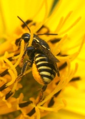 Paranthidium jugatorium