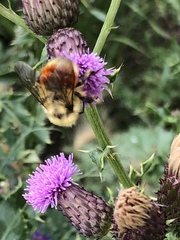 Bombus huntii