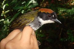 Arremon brunneinucha