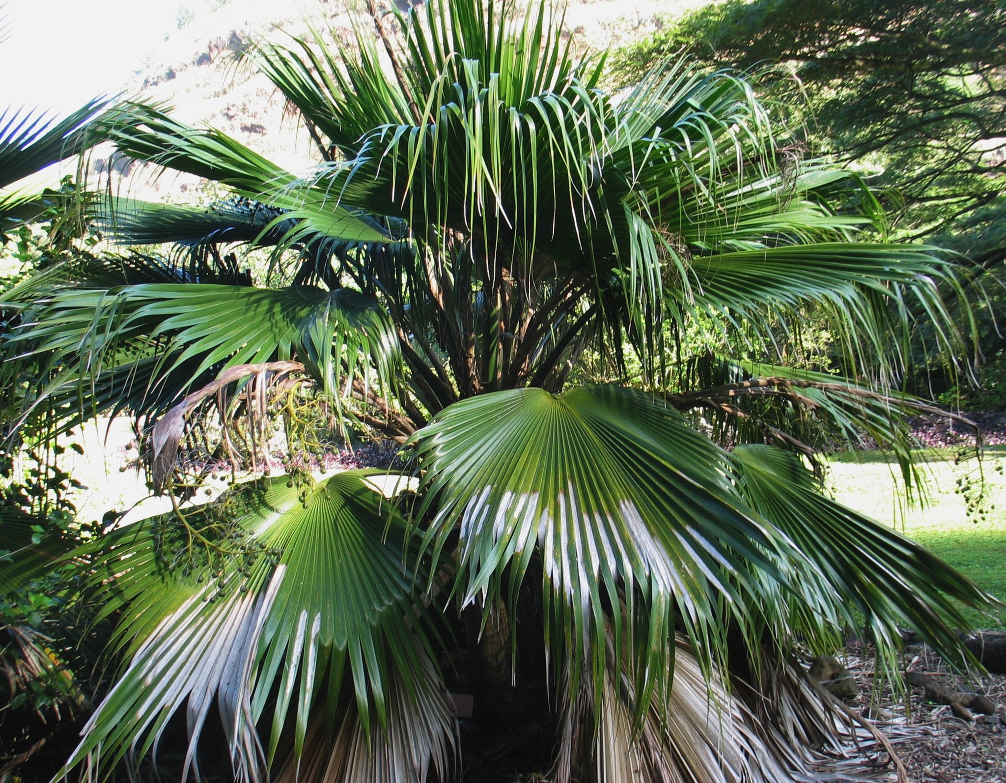 Pritchardia kaalae