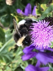Bombus cryptarum