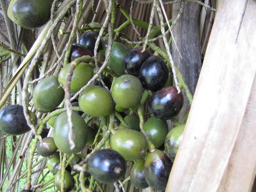 Pritchardia kaalae