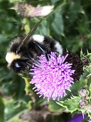 Bombus cryptarum