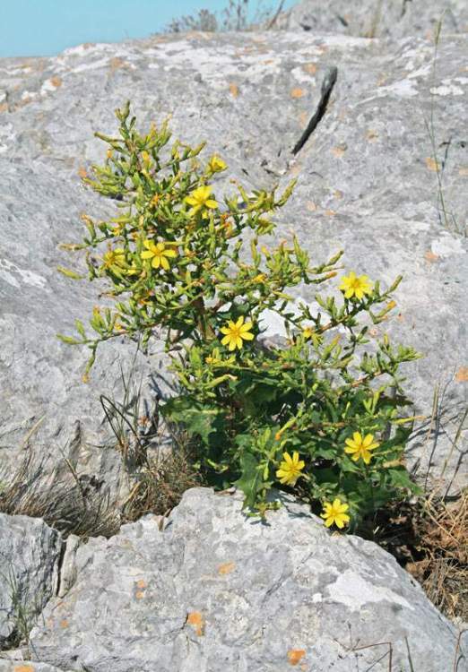 Lactuca longidentata