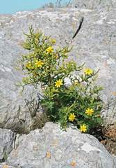 Lactuca longidentata