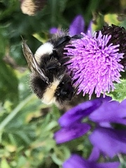 Bombus cryptarum
