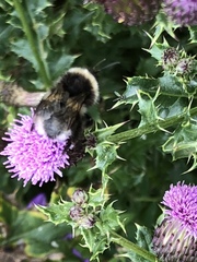 Bombus cryptarum