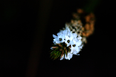 Epacris lanuginosa