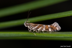 Aristotelia ericinella