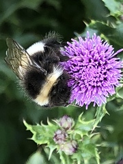 Bombus cryptarum
