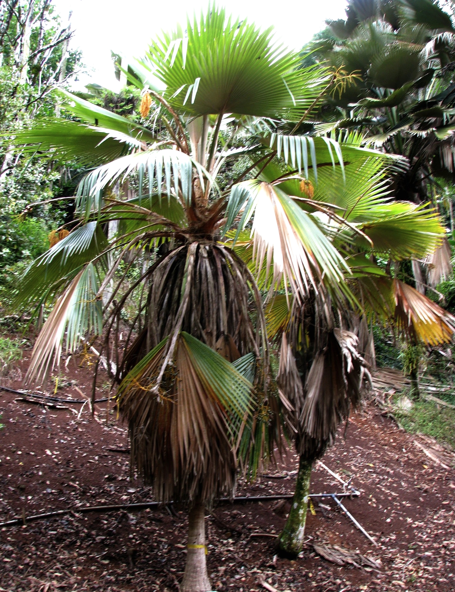 Pritchardia hardyi
