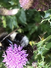 Bombus cryptarum