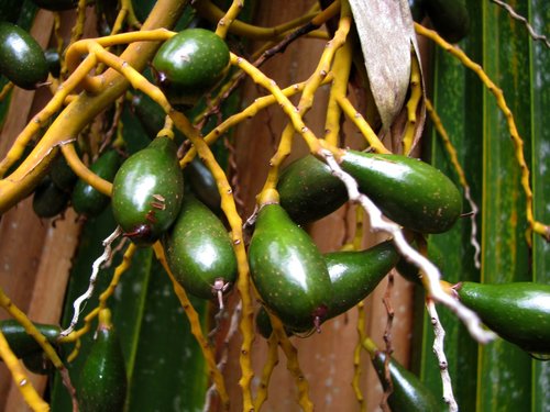Pritchardia hardyi