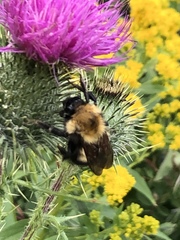 Bombus perplexus