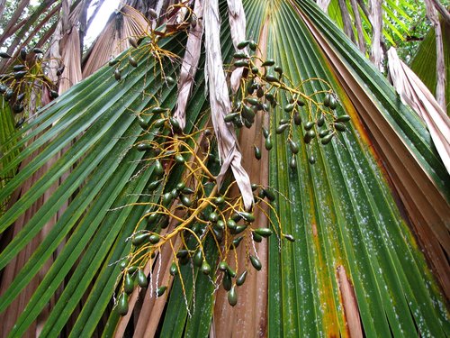Pritchardia hardyi