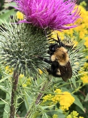 Bombus perplexus