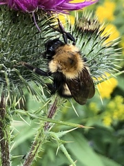 Bombus perplexus
